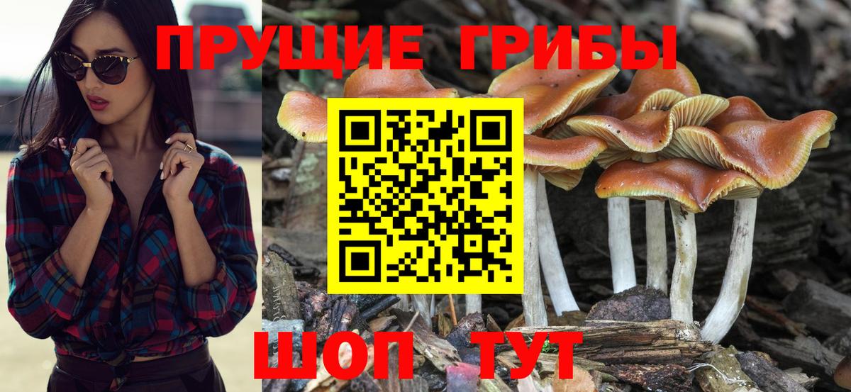 Псилоцибиновые грибы Psilocybe Гудермес